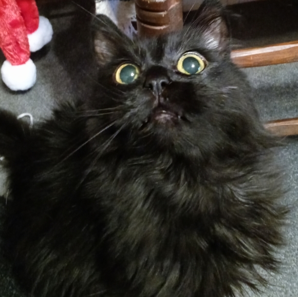 Meet your Posher, Jill - Picture 3 of 7